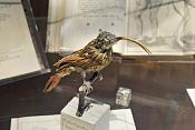 museum gustavianum uppsala 8-2015 8091